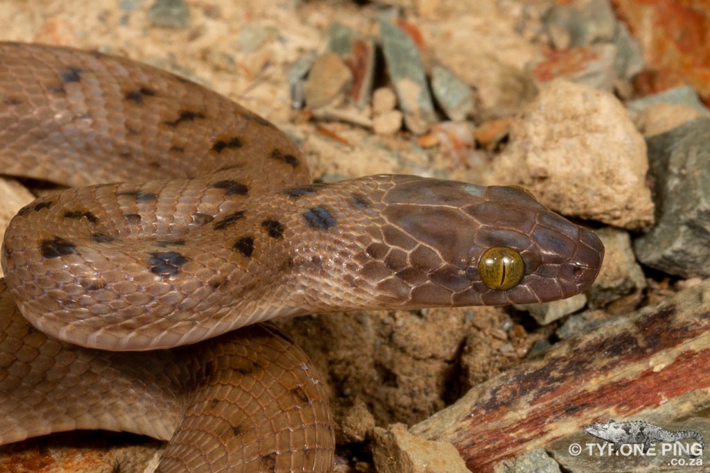 Alopecion guttatum - Spotted Rock Snake