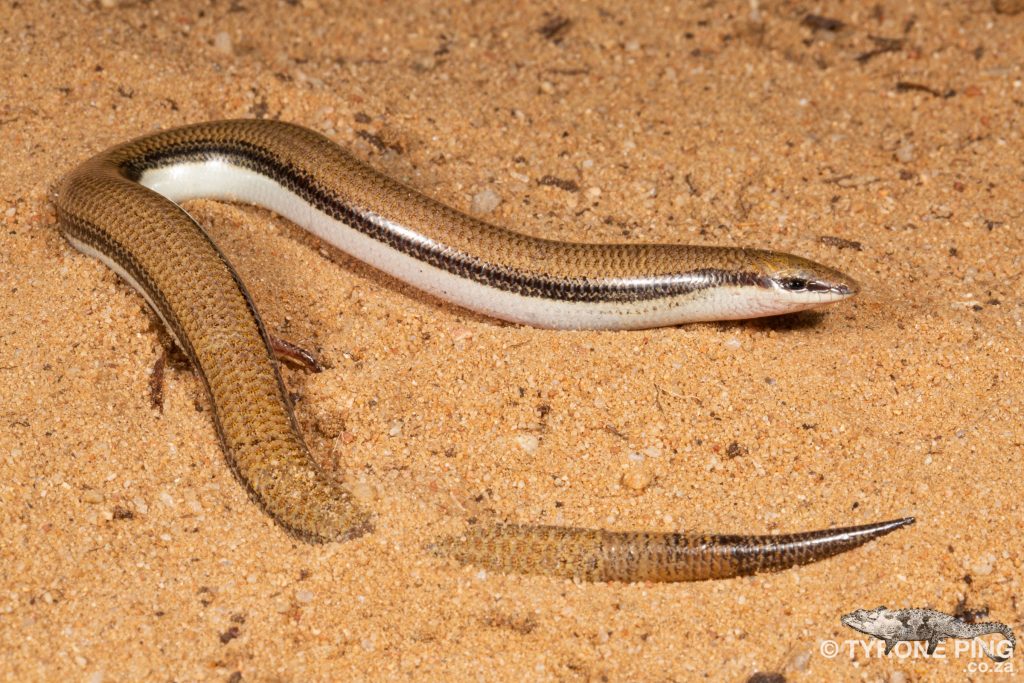 Scelotes kasneri - Kasner's Dwarf Burrowing Skink