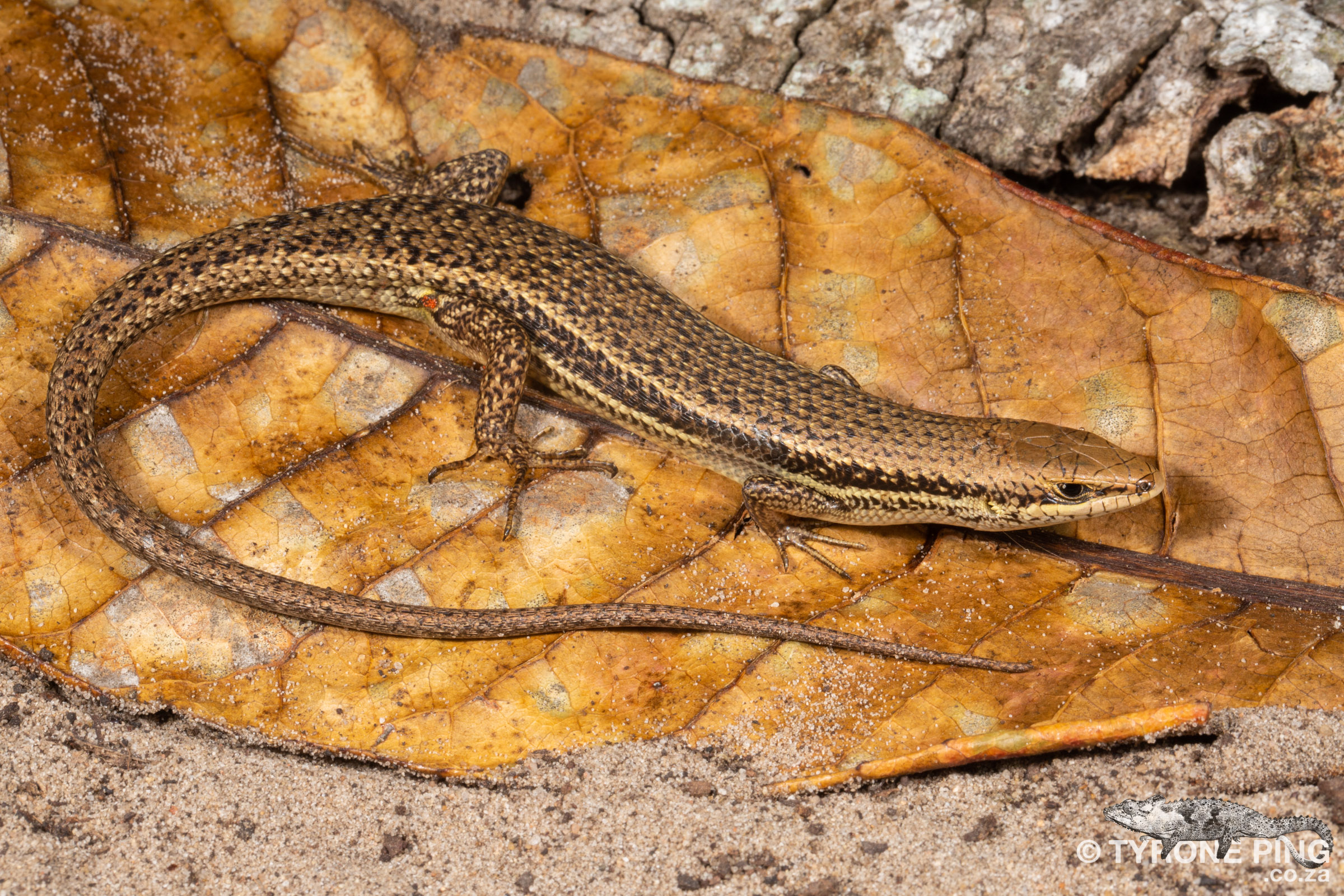 Trachylepis depressa - Eastern Sand Skink