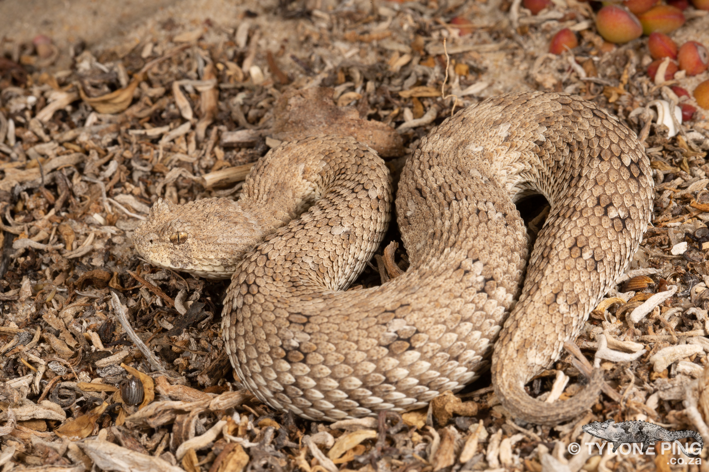 Namaqua Dwarf Adder - Bitis Schneideri