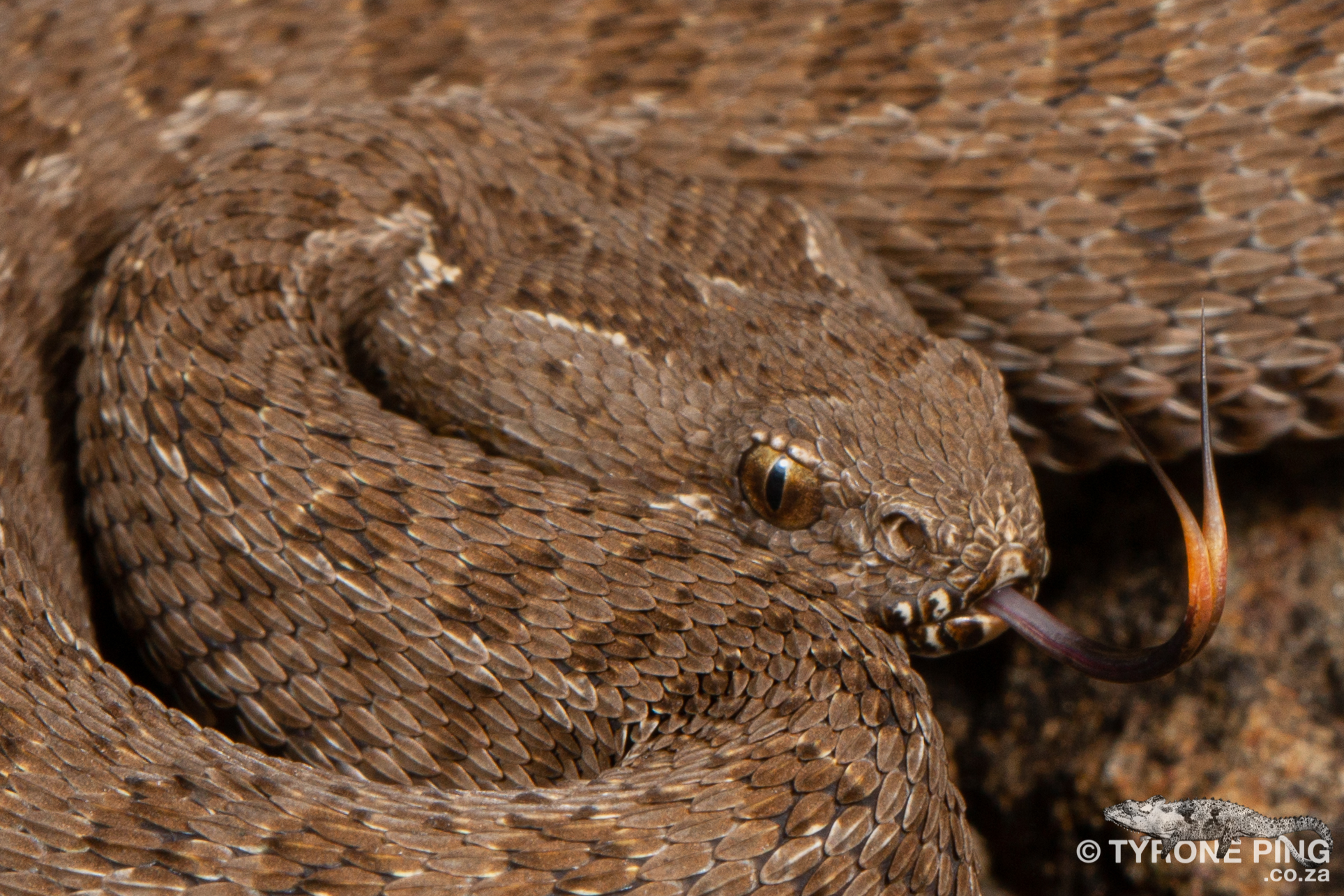 Bitis Atropos - Berg Adder