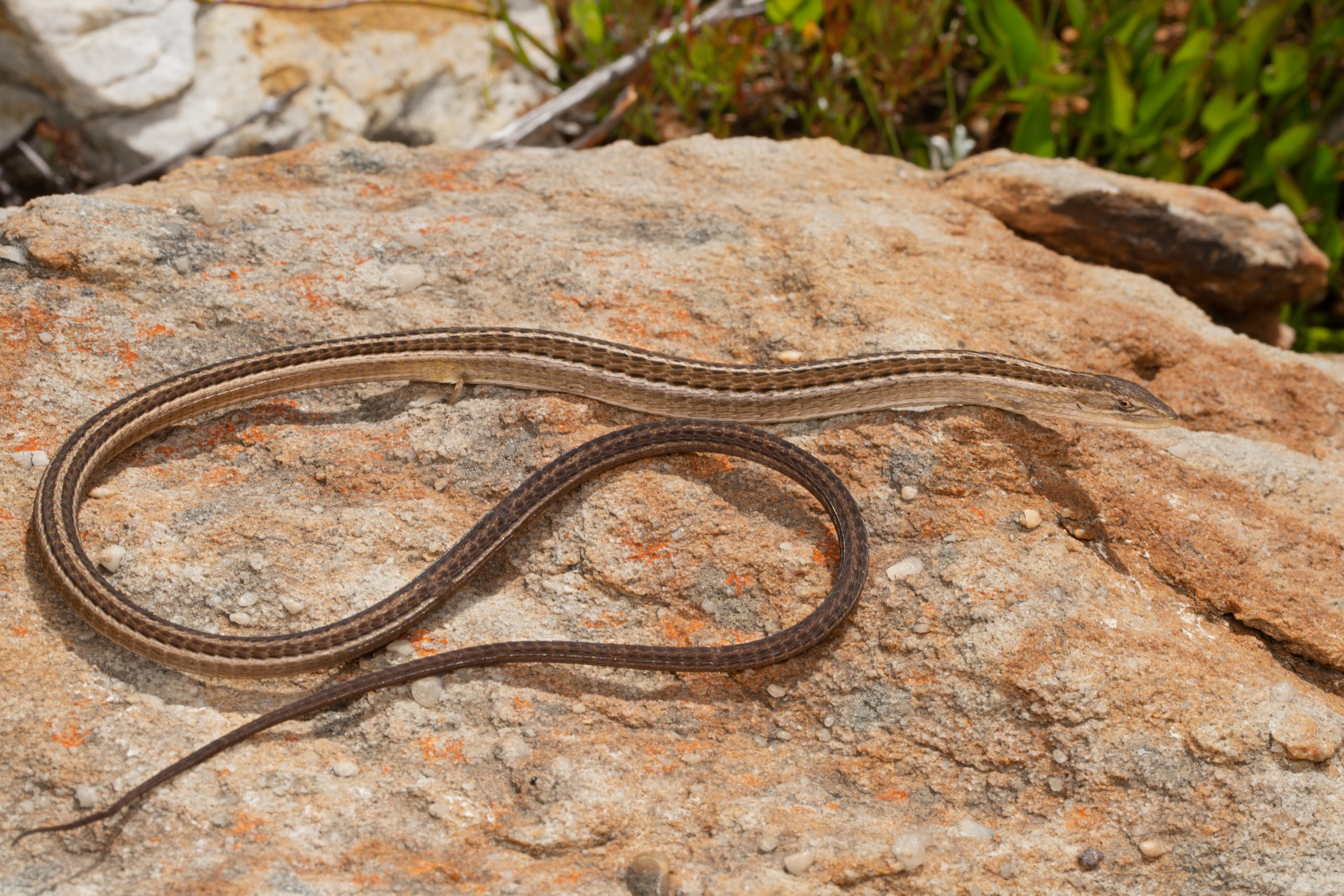 The Common Snakes That Can Be Found In Cape Town