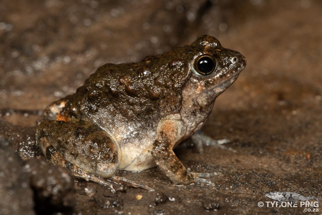 Phrynobatrachus natalensis - Snoring Puddle Frog