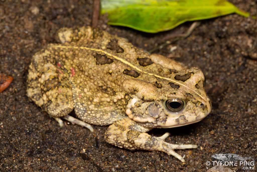 Guttural Toad - Sclerophrys gutturalis