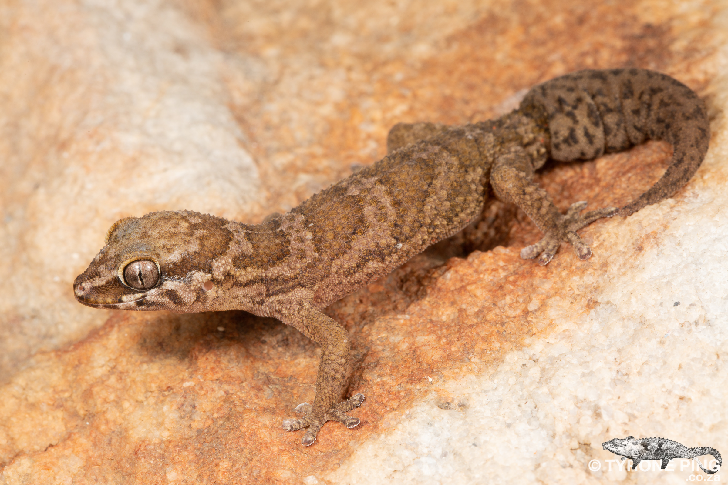 Pachydactylus formosus - Southern Rough Gecko