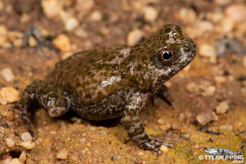 Cacosternum namaquense - Namaqua Caco.