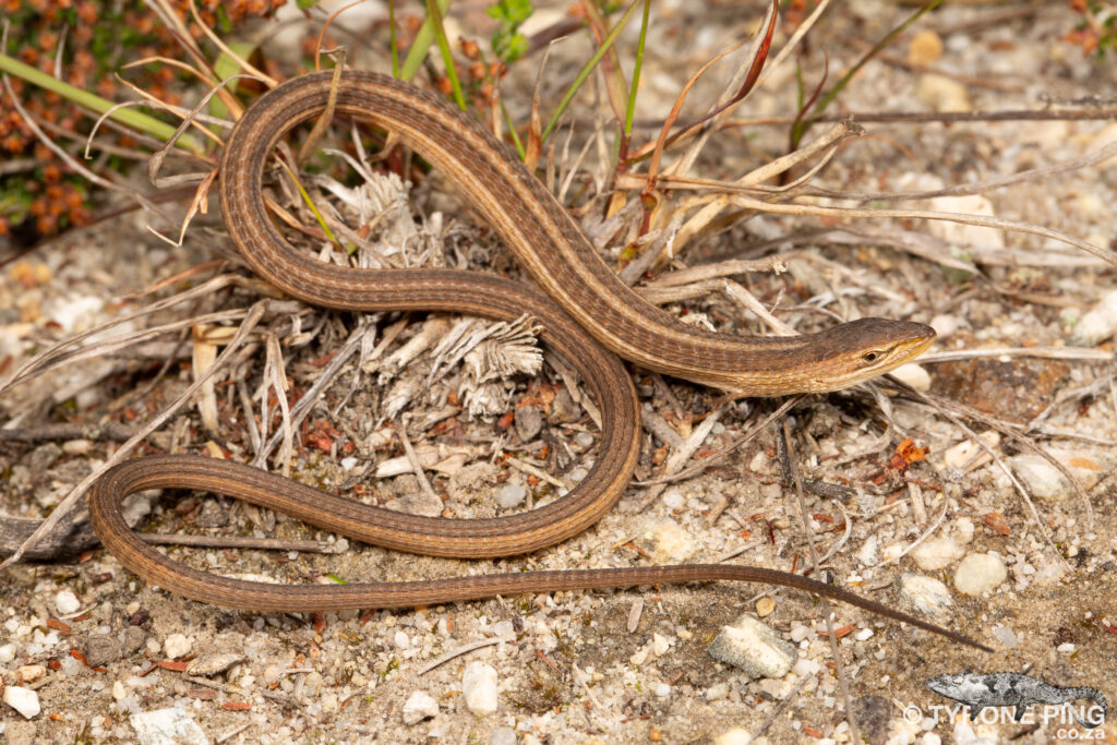 Chamaesaura anguina - Cape Grass Lizard