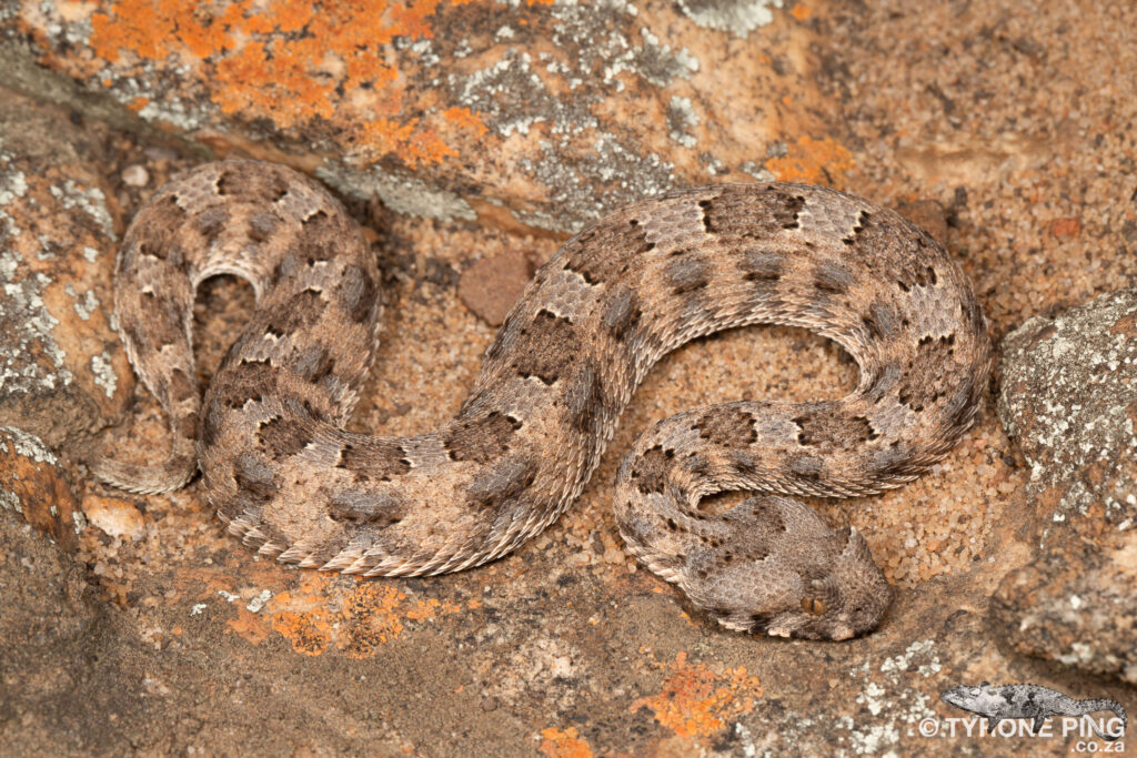 Bitis caudalis - Horned Adder