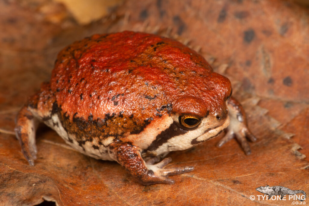 red rain frog