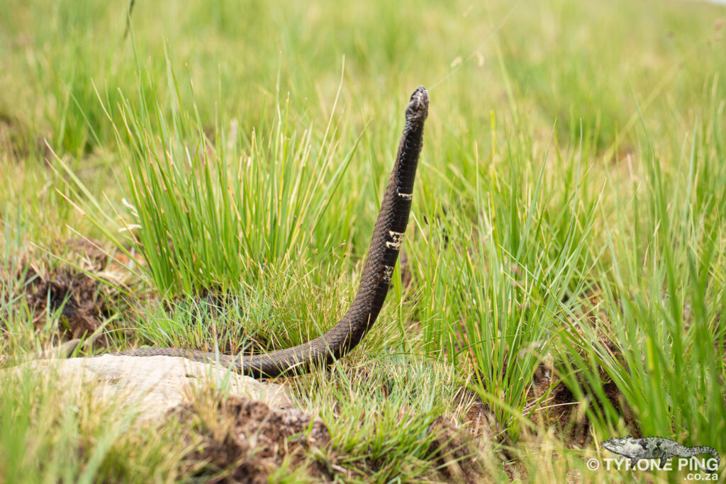 Hemachatus haemachatus - Rinkhals