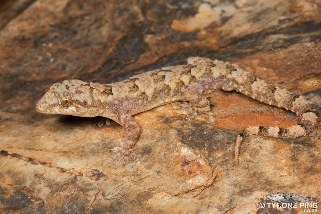 Hemidactylus mabouia | Tropical House Gecko | Tyrone Ping