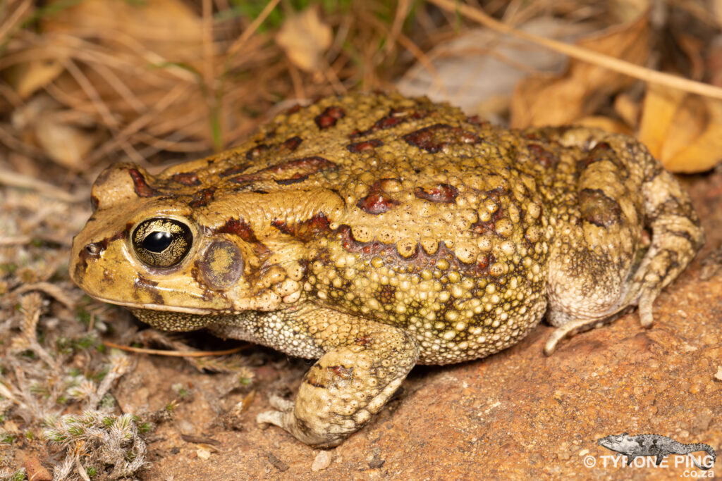 Sclerophrys garmani - Eastern Olive Toad