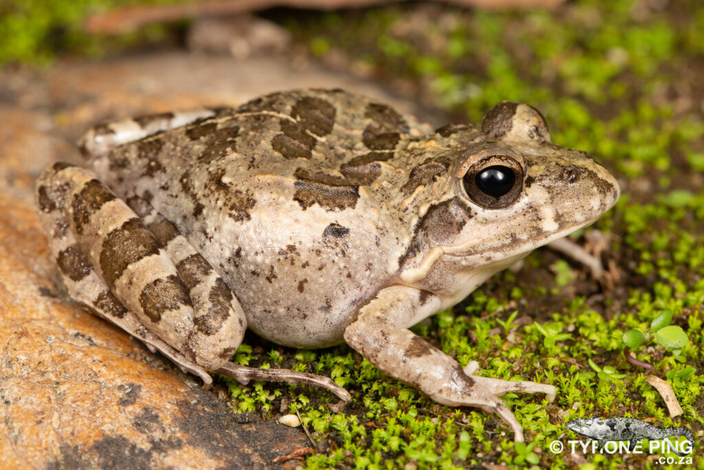 Strongylopus grayii - Clicking Stream Frog