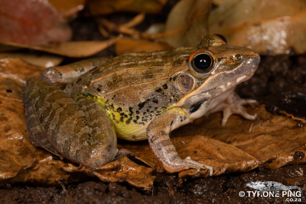 Ptychadena oxyrhynchus - Sharp Nosed Grass Frog