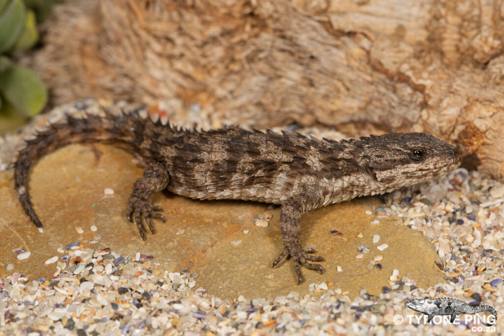 Cordylus macropholis - Large Scaled Girdled Lizard