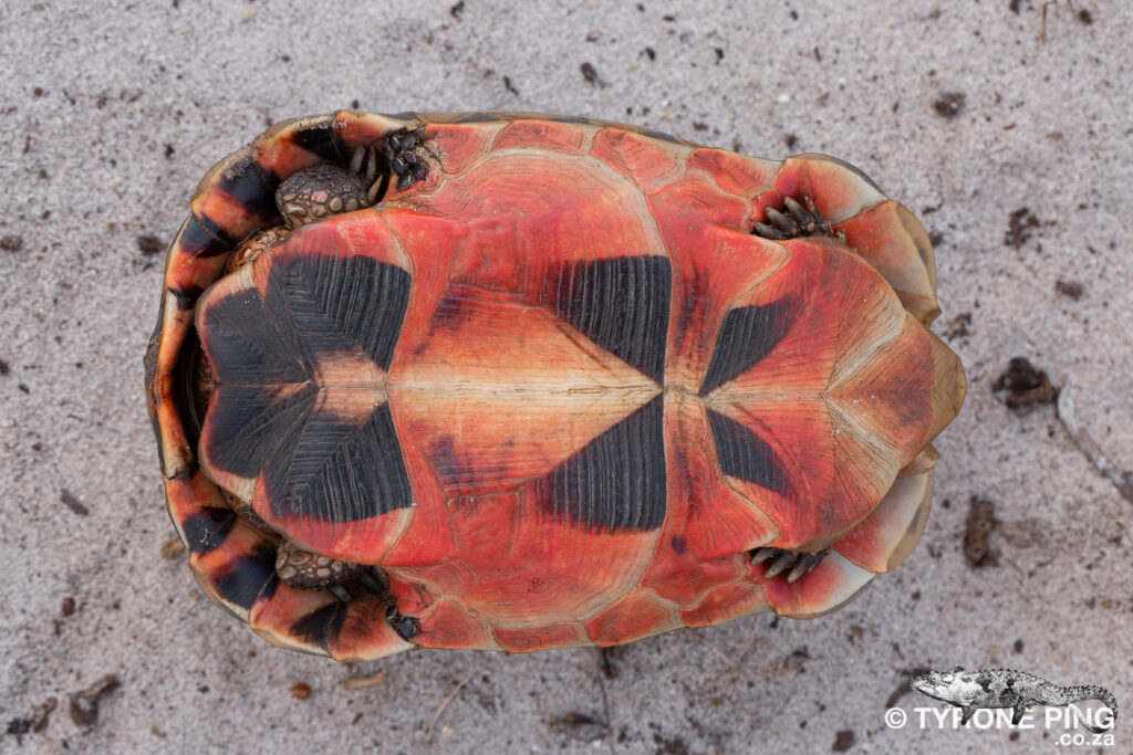 Turtle Conservancy On X: Male Bowsprit Tortoises (Chersina