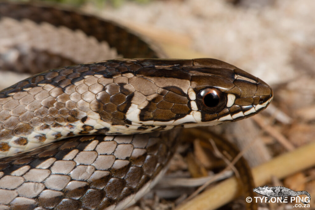 Psammophis crucifer - Cross Marked Grass Snake