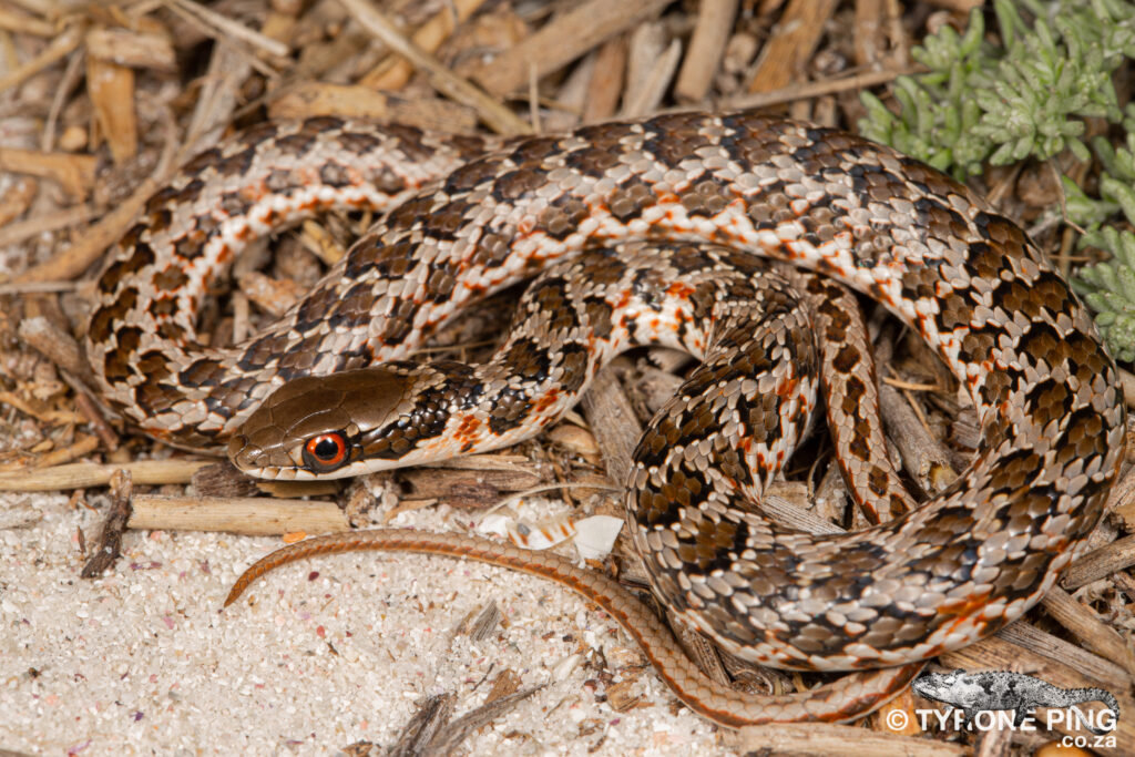 Psammophylax rhombeatus - Spotted Grass Snake