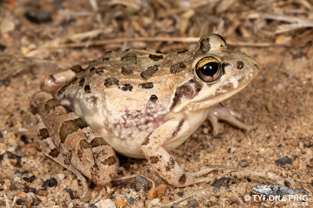 Strongylopus grayii - Clicking Stream Frog