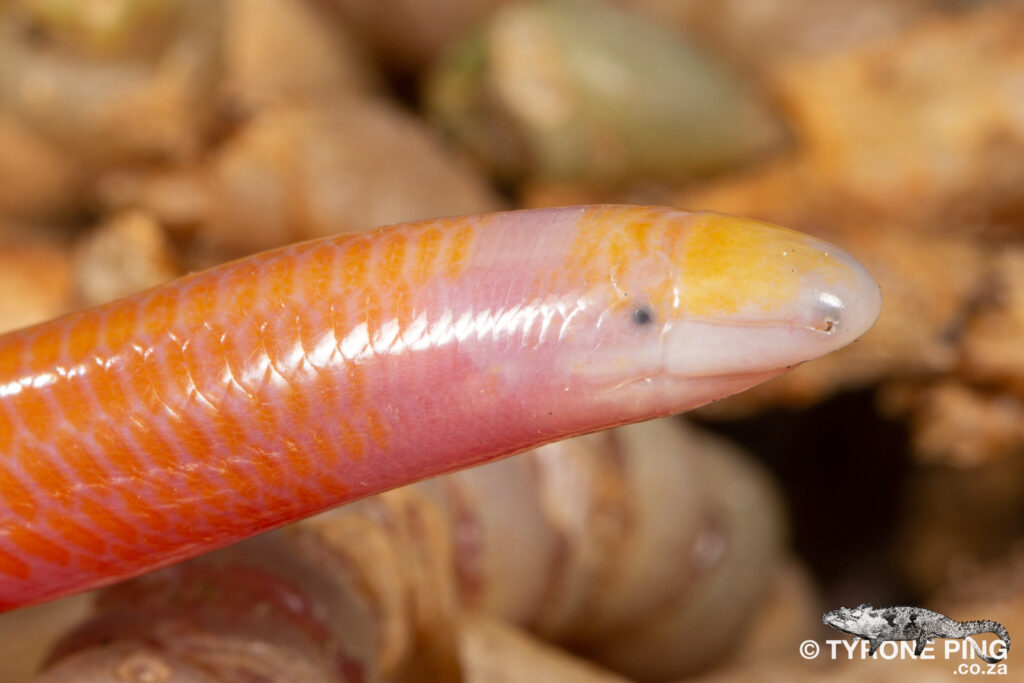 Southern Blind Legless Skink - Typhlosaurus caecus