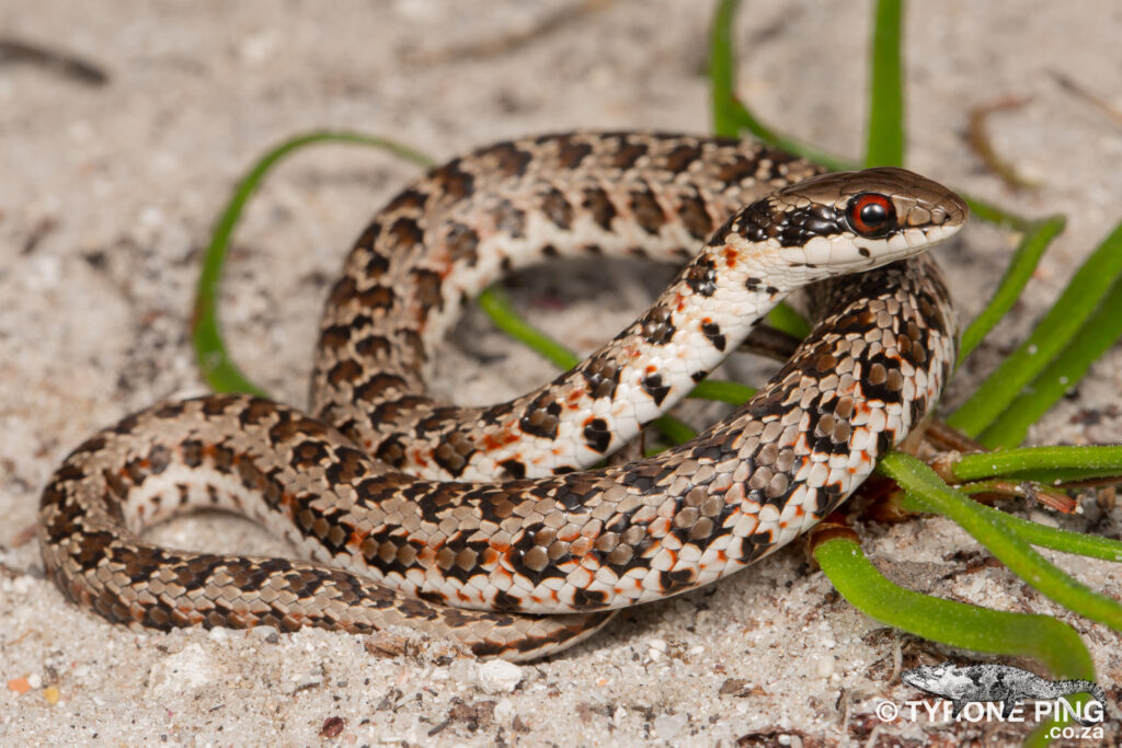 Psammophylax rhombeatus - Spotted Grass Snake