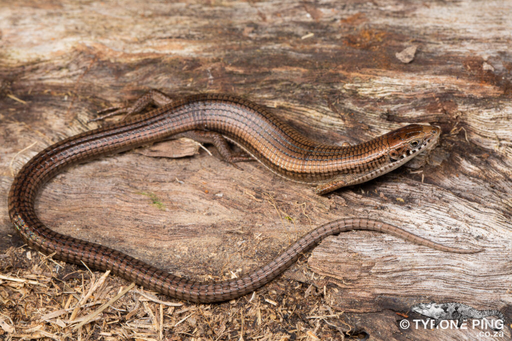 Tetradactylus seps - Short Legged Seps