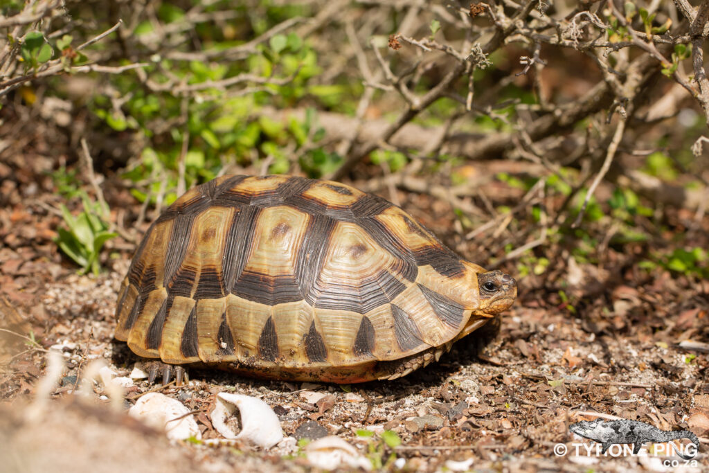 Chersina angulata - Angulate Tortoise