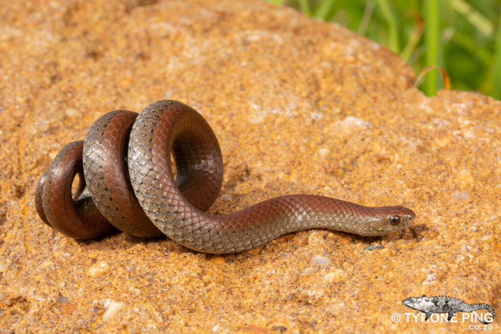 Duberria lutrix - Common Slug Eater