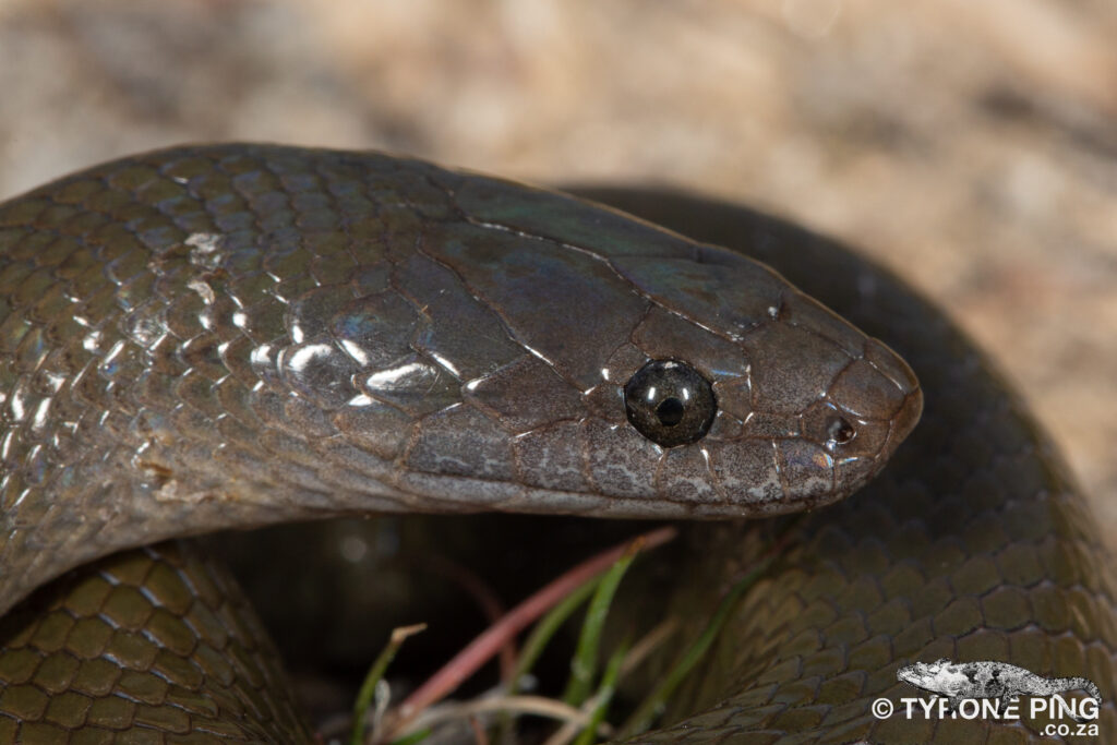 Lycodonomorphus inornatus - Olive Snake