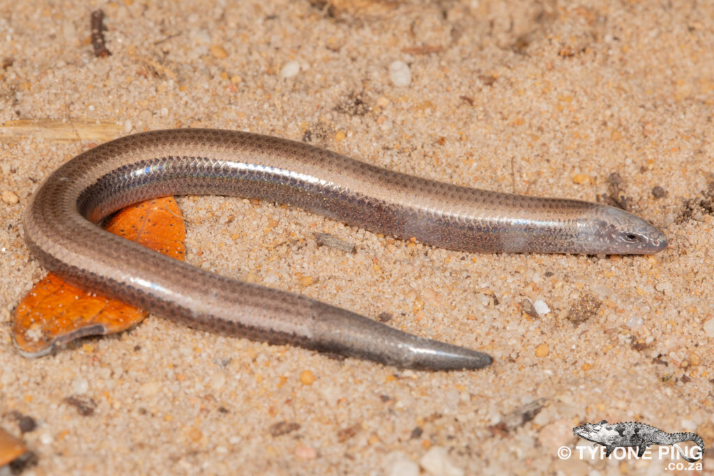 Scelotes anguineus - Algoa Dwarf Burrowing Skink