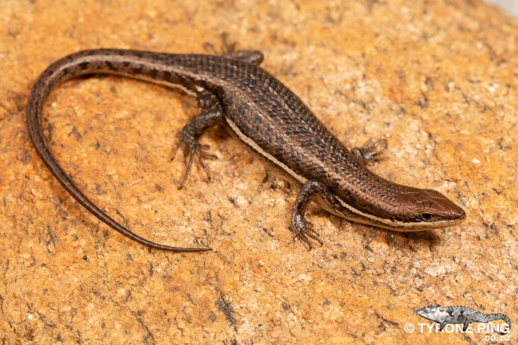 Trachylepis varia - Variable Skink