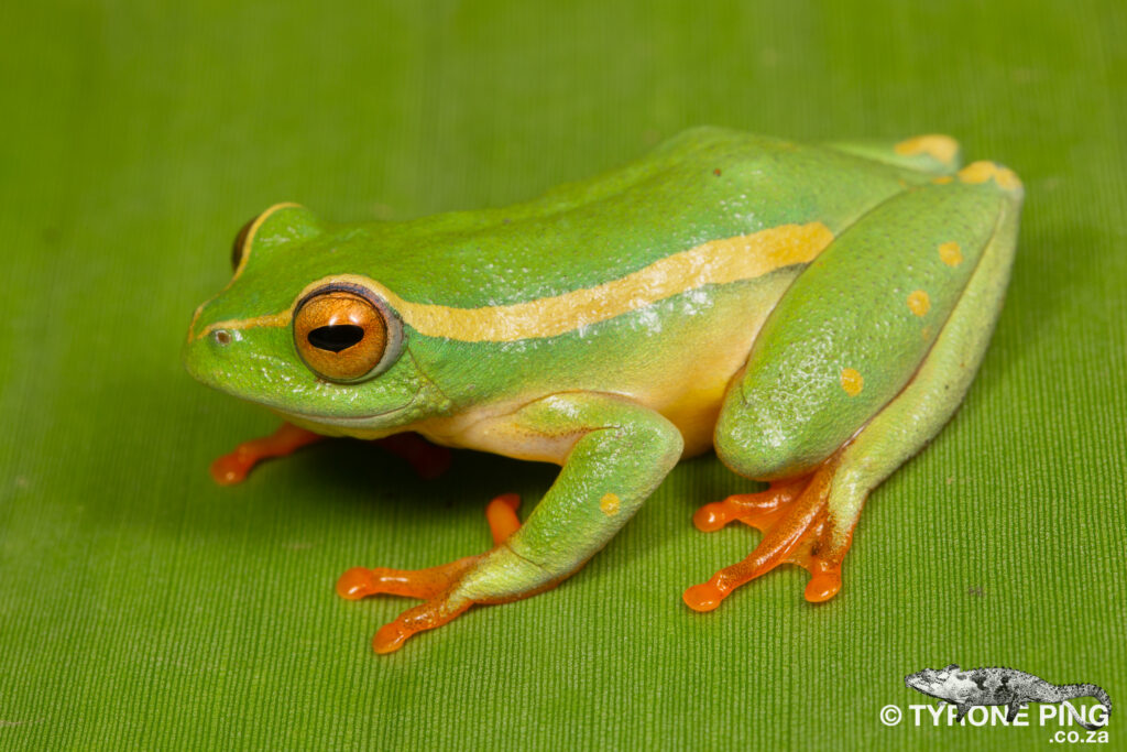 Hyperolious semidiscus - Yellow Striped Green Frog
