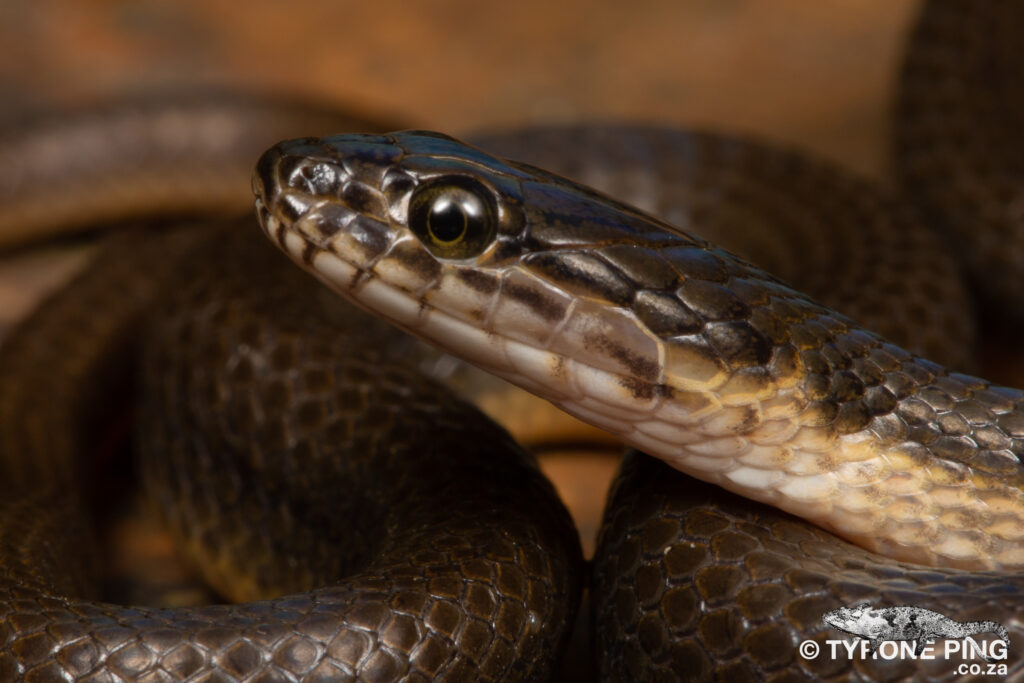 Lycodonomorphus laevissimus - Dusky Bellied Water Snake.