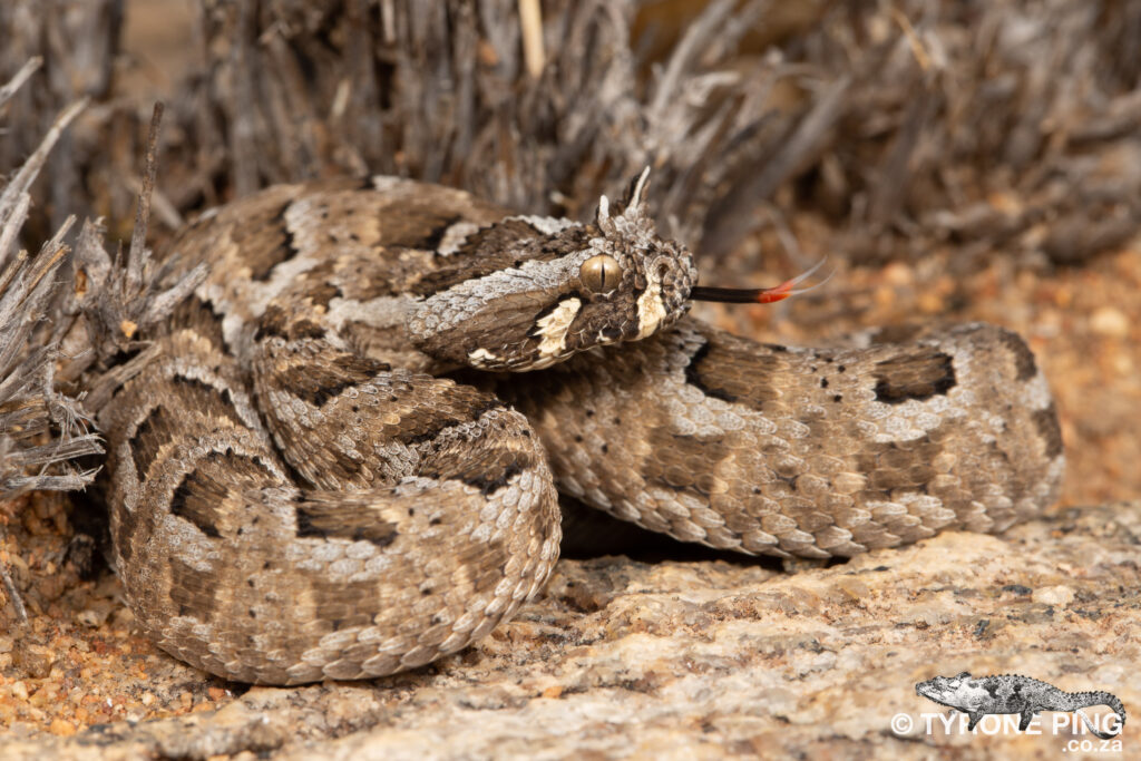 Bitis Cornuta - Many Horned Adder