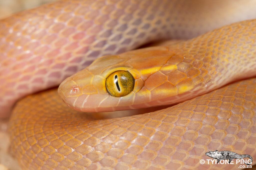 Lamprophis aurora - Aurora House Snake