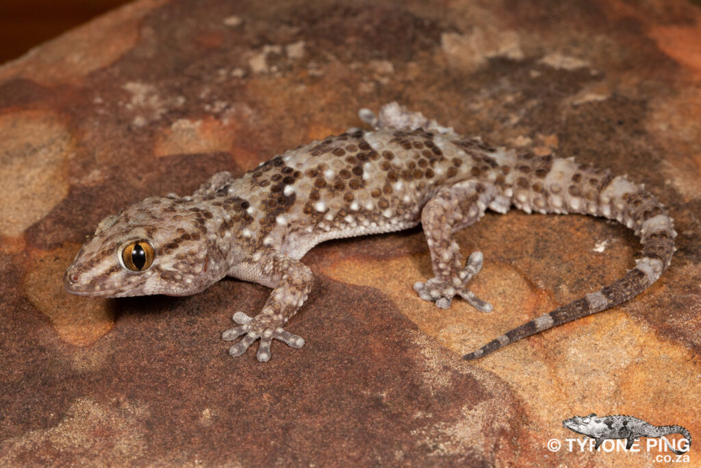 Chondrodactylus turneri - Turners Gecko