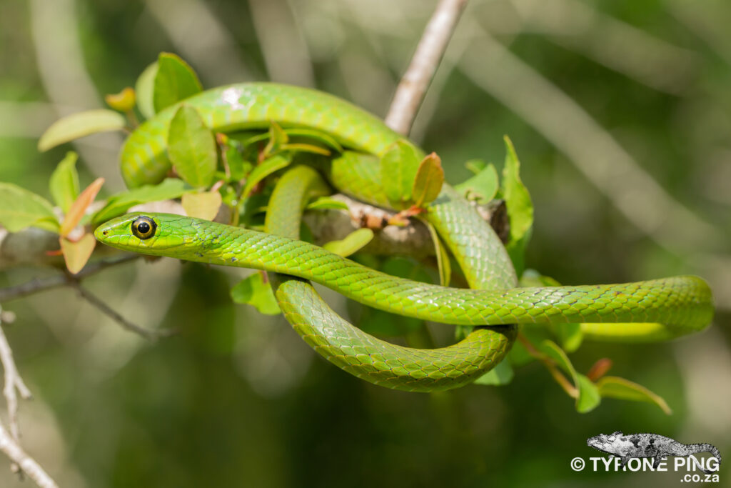 Philothamnus natalensis - Eastern Natal Green Snake