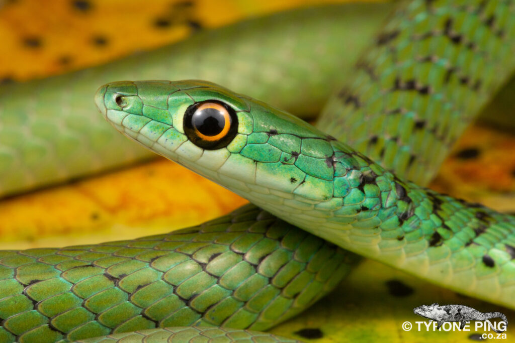 Philothamnus semivariegatus - Spotted Bush Snake