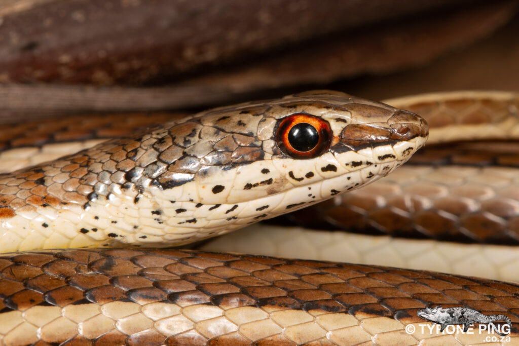 Psammophis subtaeniatus - Western Yellow-bellied Sand Snake