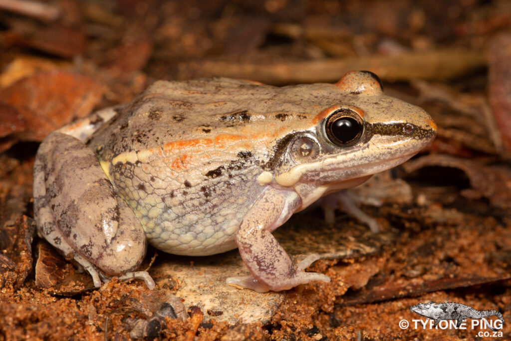 Ptychadena mossambica - Broad Banded Grass Frog