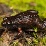 DISCOVER THE MOSS FROGS OF SOUTH AFRICA