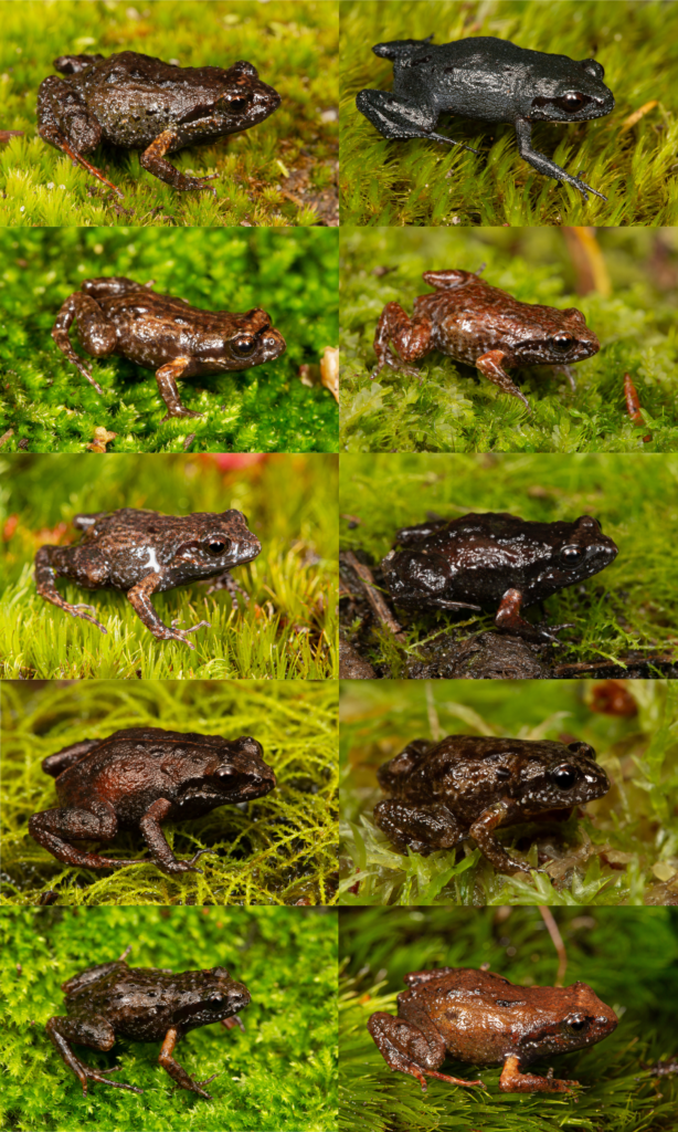 DISCOVER THE MOSS FROGS OF SOUTH AFRICA