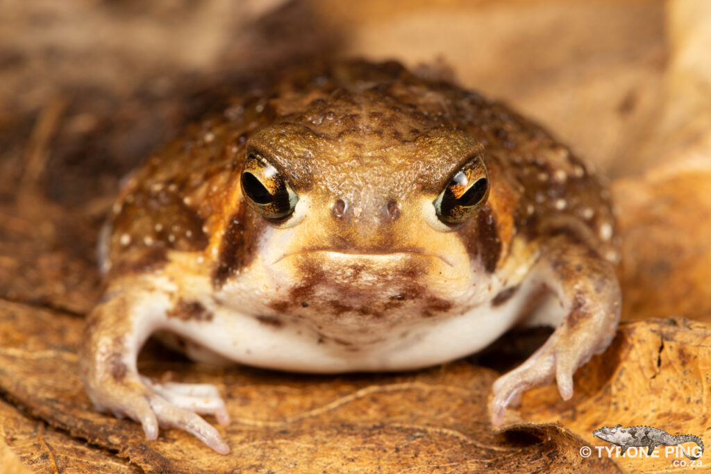 Mistbelt Moss Frog  Anhydrophryne ngongoniensis