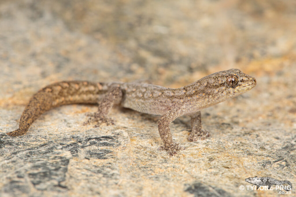 Goggia lineata - Striped Pygmy Gecko