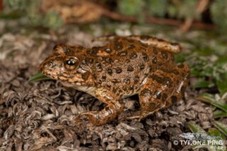 Tyrone Ping - Exploring Southern African Herpetofauna