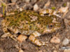 Cacosternum cederbergense – Cederberg Dainty Frog