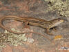 Nucras taeniolata – Albany Sandveld Lizard