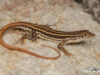 Pedioplanis laticeps – Karoo Sand Lizard