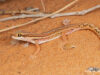 Pachydactylus wahlbergii furcifer – Kalahari Ground Gecko