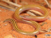 Acontias kgalagadi – Kgalagadi Legless Skink